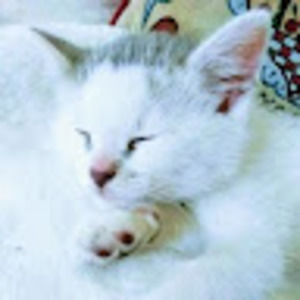 Meet your Posher, Susan